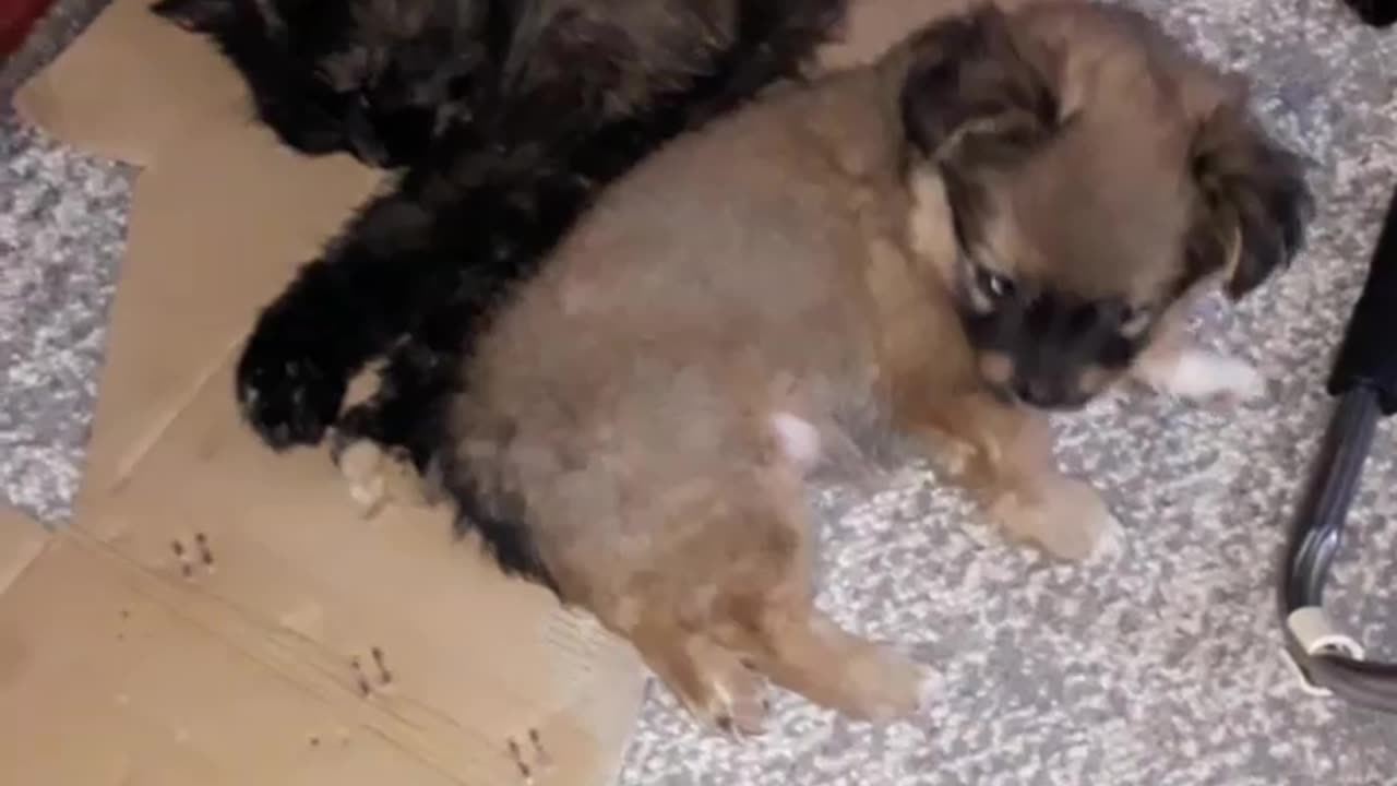 The Cutest Duo: Cat and Puppy Friendship