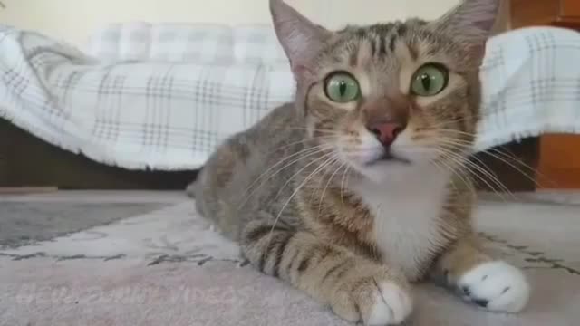 funny cat watching horror movies🤣🤣|see wat happen end