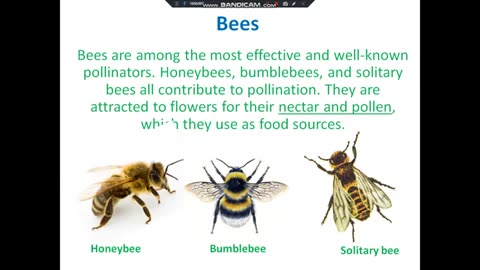 Bees as pollinators/ pollination process