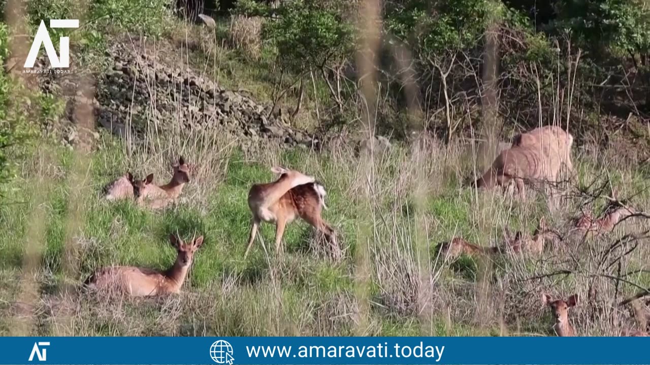 Anma Island Residents Urge Deer Culling to Save Crops | Amaravati Today