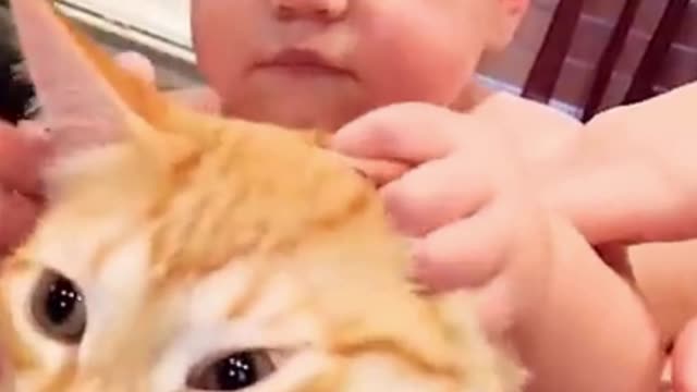 Small Baby Fun And Play Cute Brown Cat With Her Ear