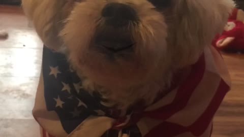 Loulou is looking for his Parler 🇺🇸🐕 patriot families friends. PARLER FAMILY