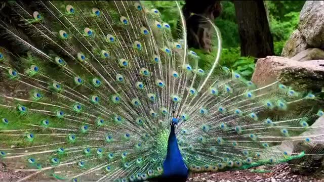 Nice animal and bird💛💛