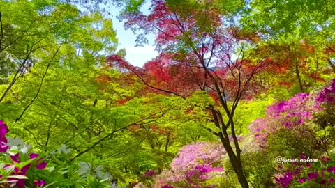 Japanese gardens