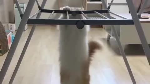 Cute Cat Exercising