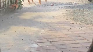 Precious Pooch Desperately Searches for Owner