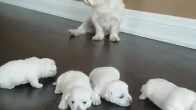 small dog starts walking Mom keeps