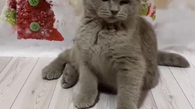 So cute. I feel like kissing