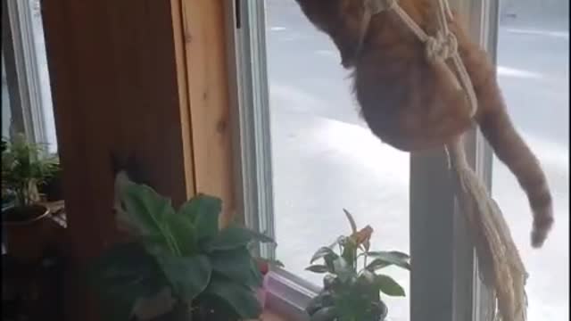 Funny cat try to play with swing