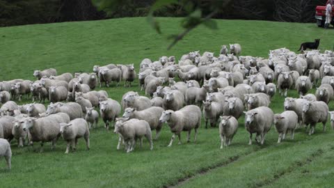 Dogs Gathering Sheeps in the Farm