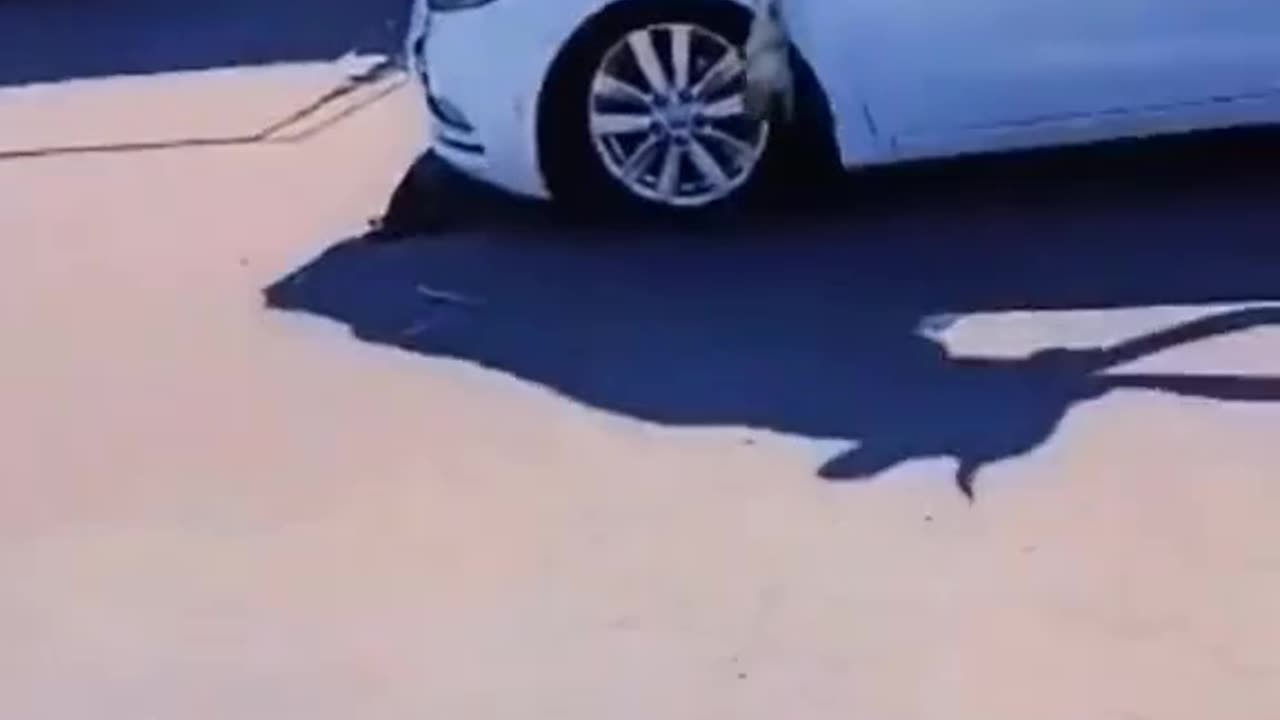 Funny things caught on video