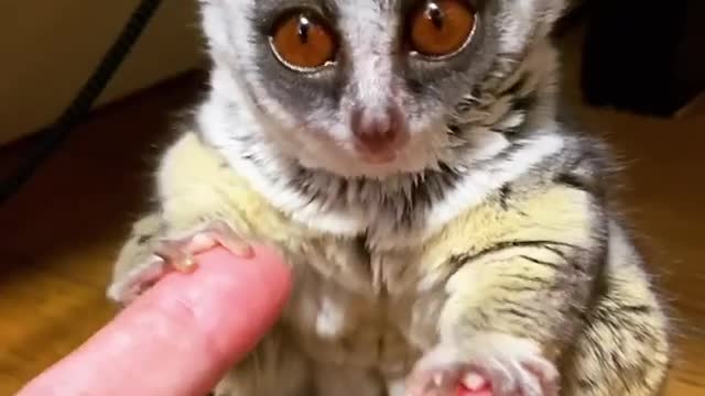 Tired bush baby is so cute