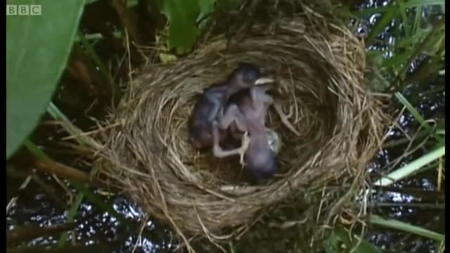 Big Brother Eviction Cuckoo Style | Natural World | BBC Earth