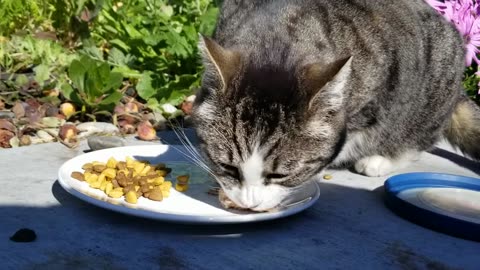 20240315 153144 Buddha Eating