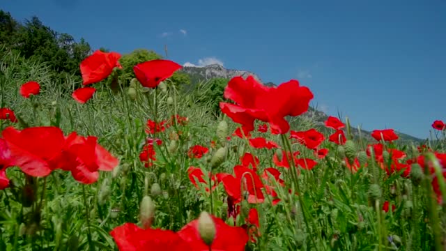red flowers in the fields
