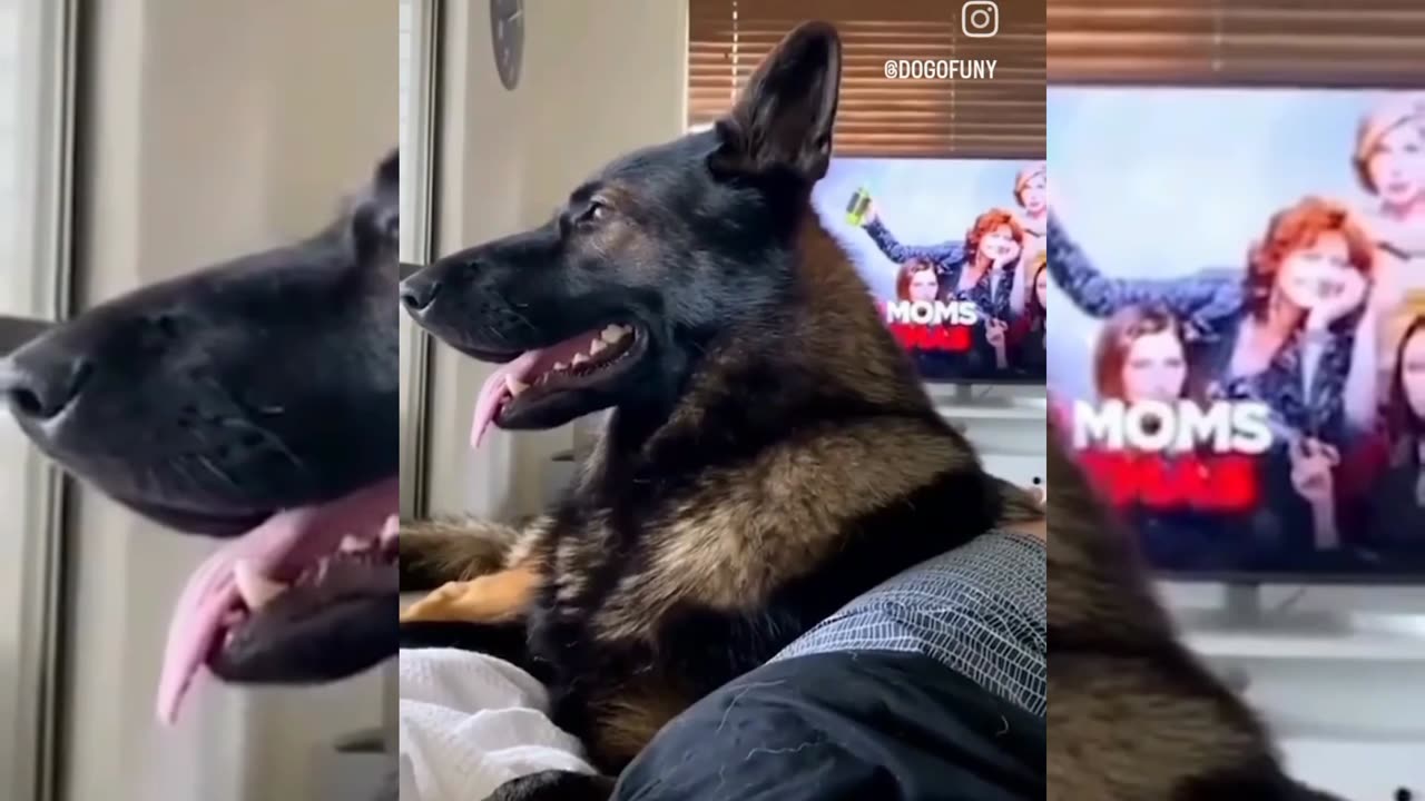 Viral funny dogs video 😂 🐕 can't stop laughing 🤣