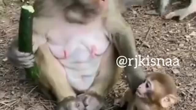 funny Monkey mom