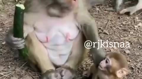 funny Monkey mom