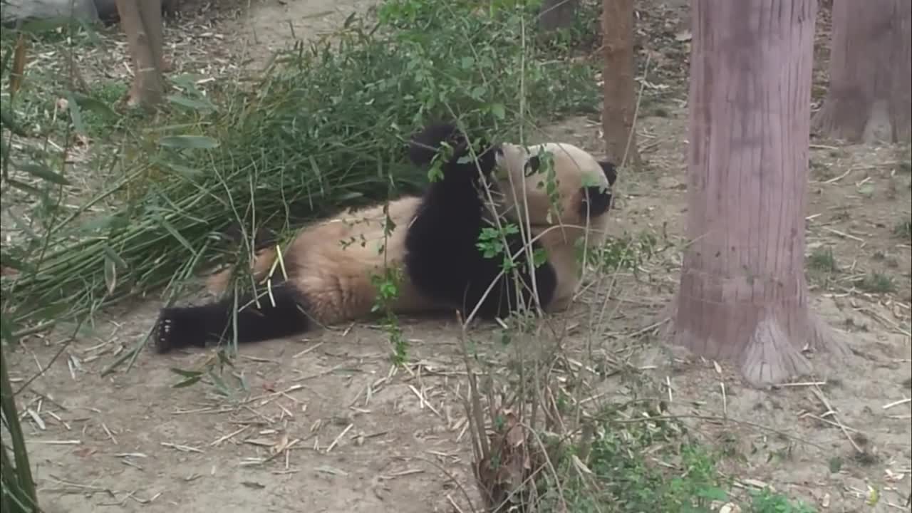 Very cute Panda Bear eats and relaxes like a pasha