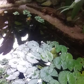 5.8.2024 From the pond...