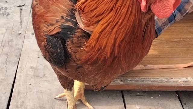 Beautiful Rooster 🐓 Video By Kingdom of Awais