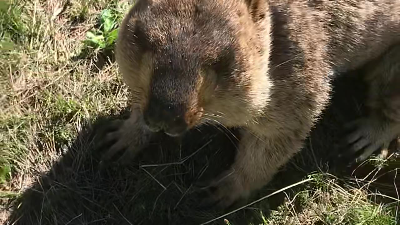 24 Why eat peppers? #marmot #groundhog