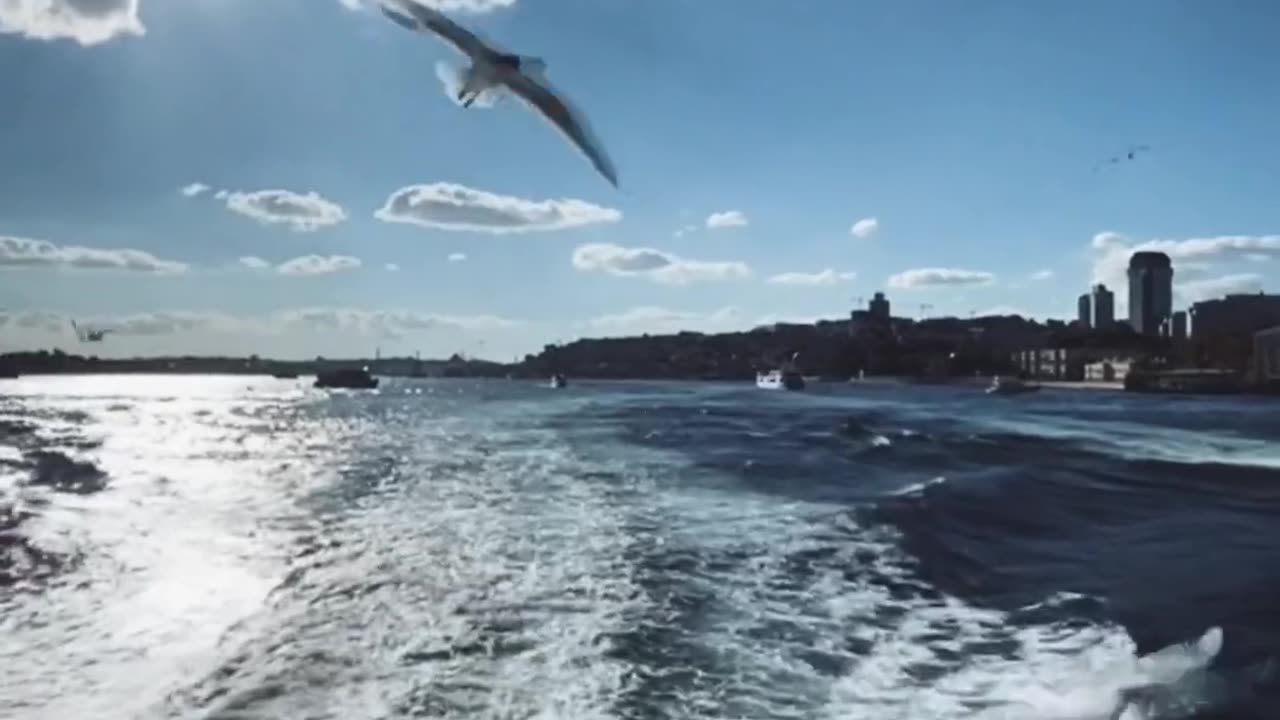 Panning Shot of Seagulls Flying in the Sea