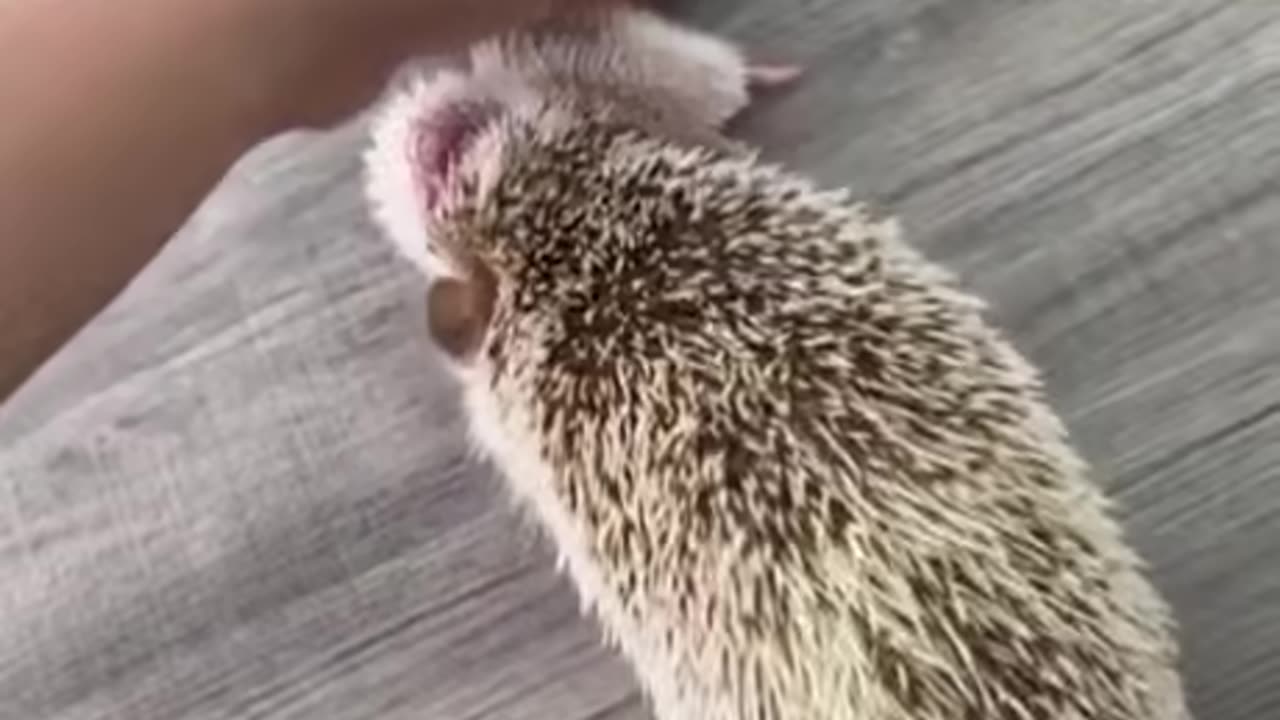 Spikey Lil Cute Noodles