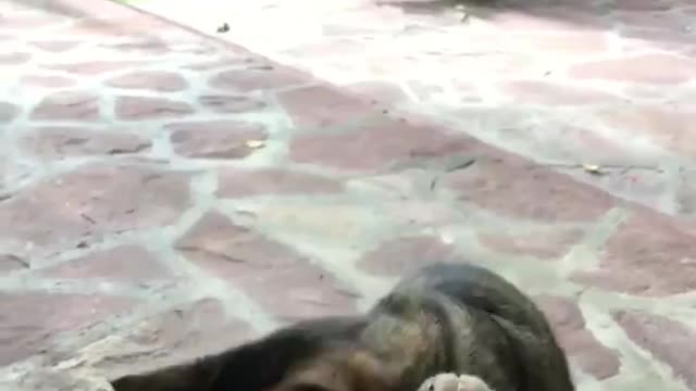 Funny cat wants to get inside