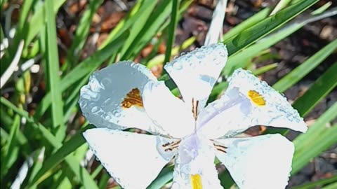 Unique, lovely, white flowers