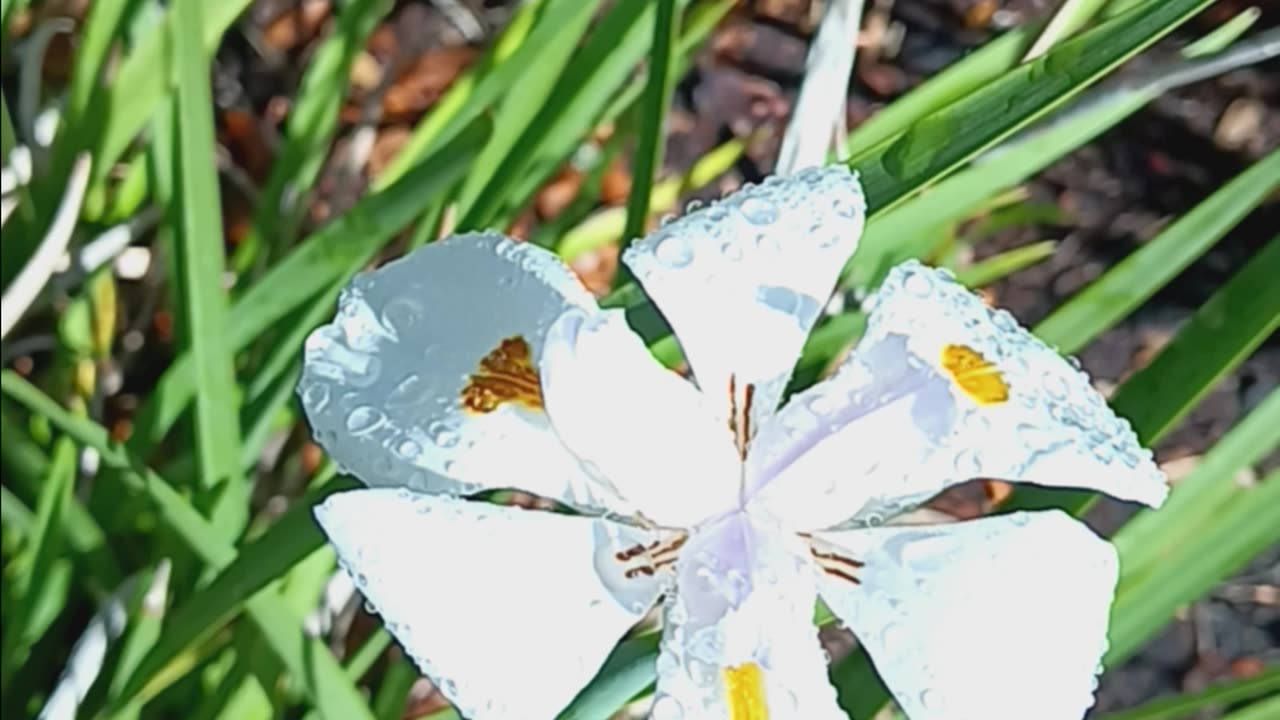 Unique, lovely, white flowers