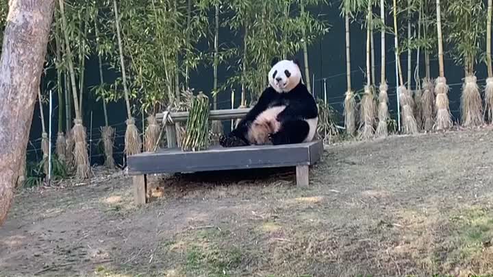 Panda's Meal in the Zoo