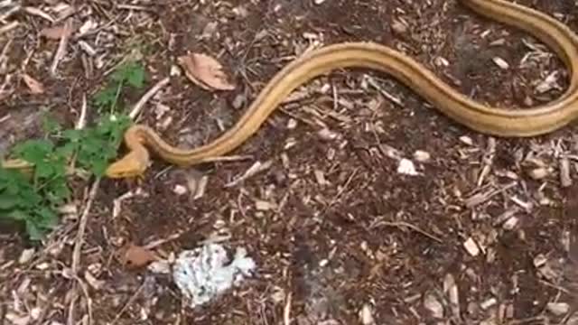 Yellow Rat Snake on the move