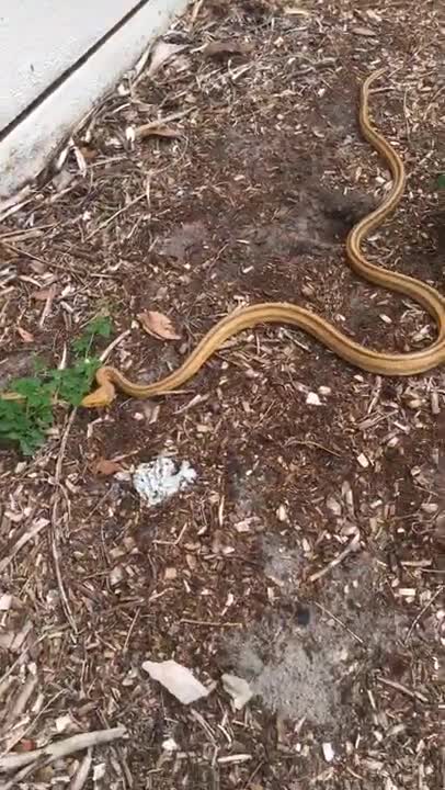 Yellow Rat Snake on the move