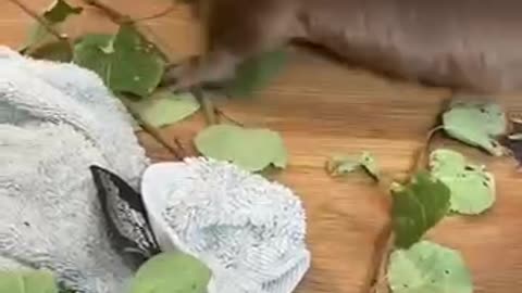 Beaver building a dam inside a house 🤣