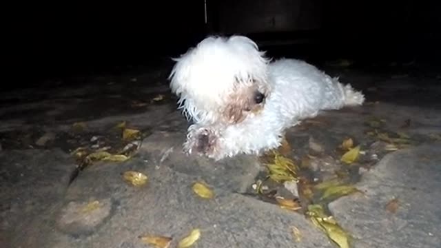 Dog finds it favorite Bone.