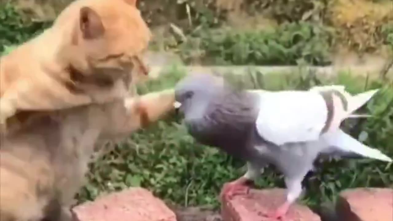 A strange friendship between a pigeon and a funny cat