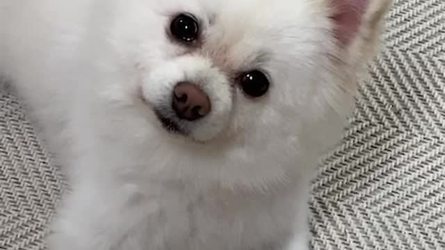 Puppy reacting to whistle