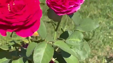 The rose blooms well