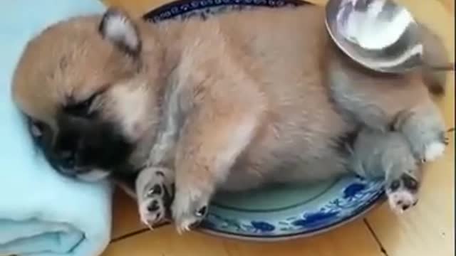 Cute Shiba puppy video♡