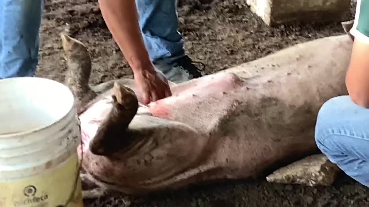 Pig testicular surgery México style $1000 pesos