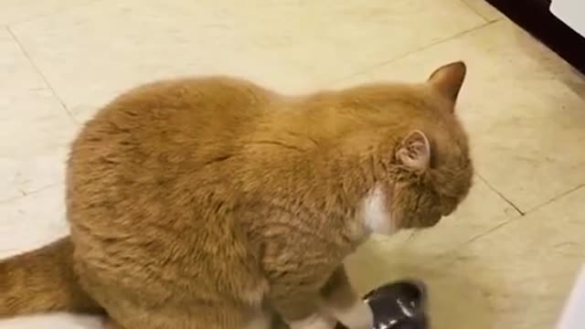 Funny cats&kittens video