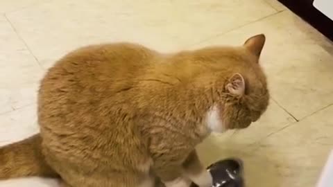 Funny cats&kittens video