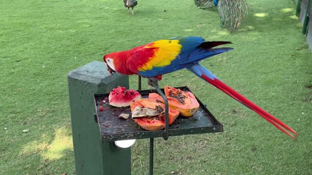 scarlet parrot bird