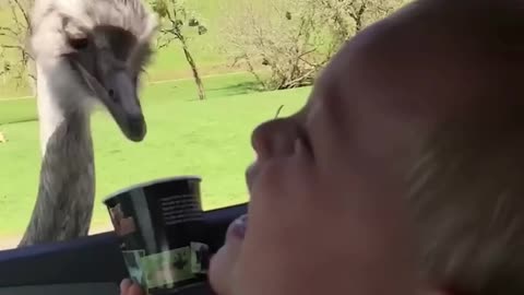 Baby Can't Stop Laughing At Ostrich Eating Food