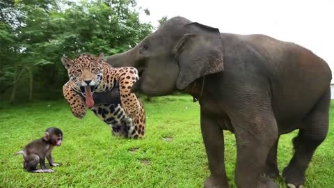 ◘•♠ELEPHANT SAVE THE BABY MONKEY TO THE HUNTING LEOPARD♥