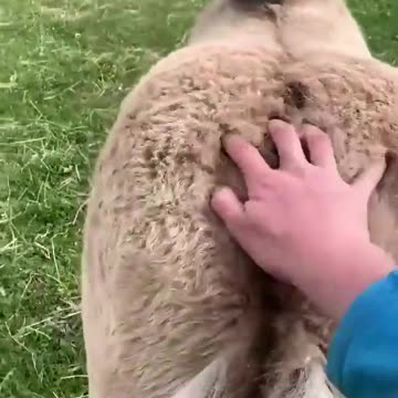 OMG I LUV THAT PONY!!!