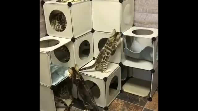 Cats and their labyrinth home