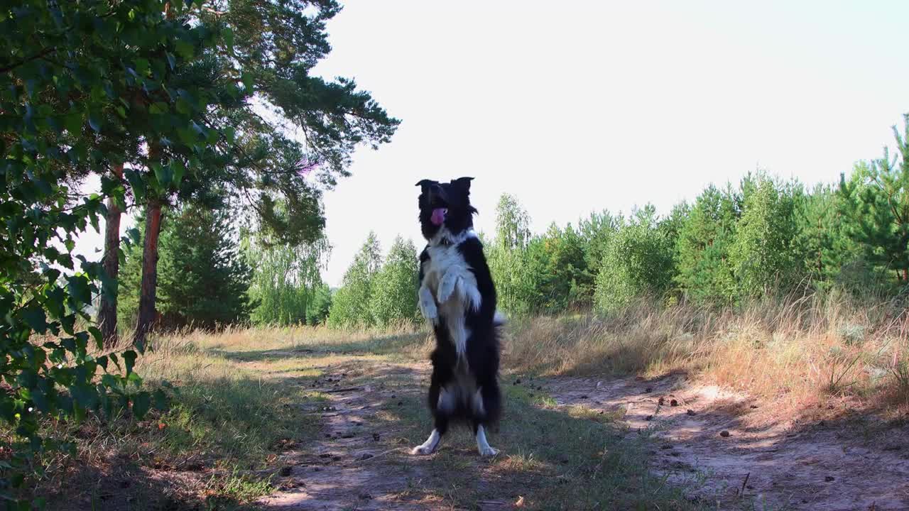 Big and funny black and white trained dog whirling and stands on its hind legs on command