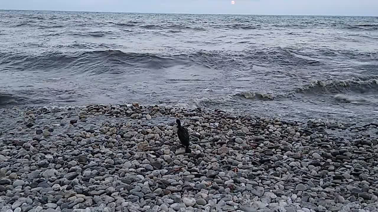 Cute black bird on the beach